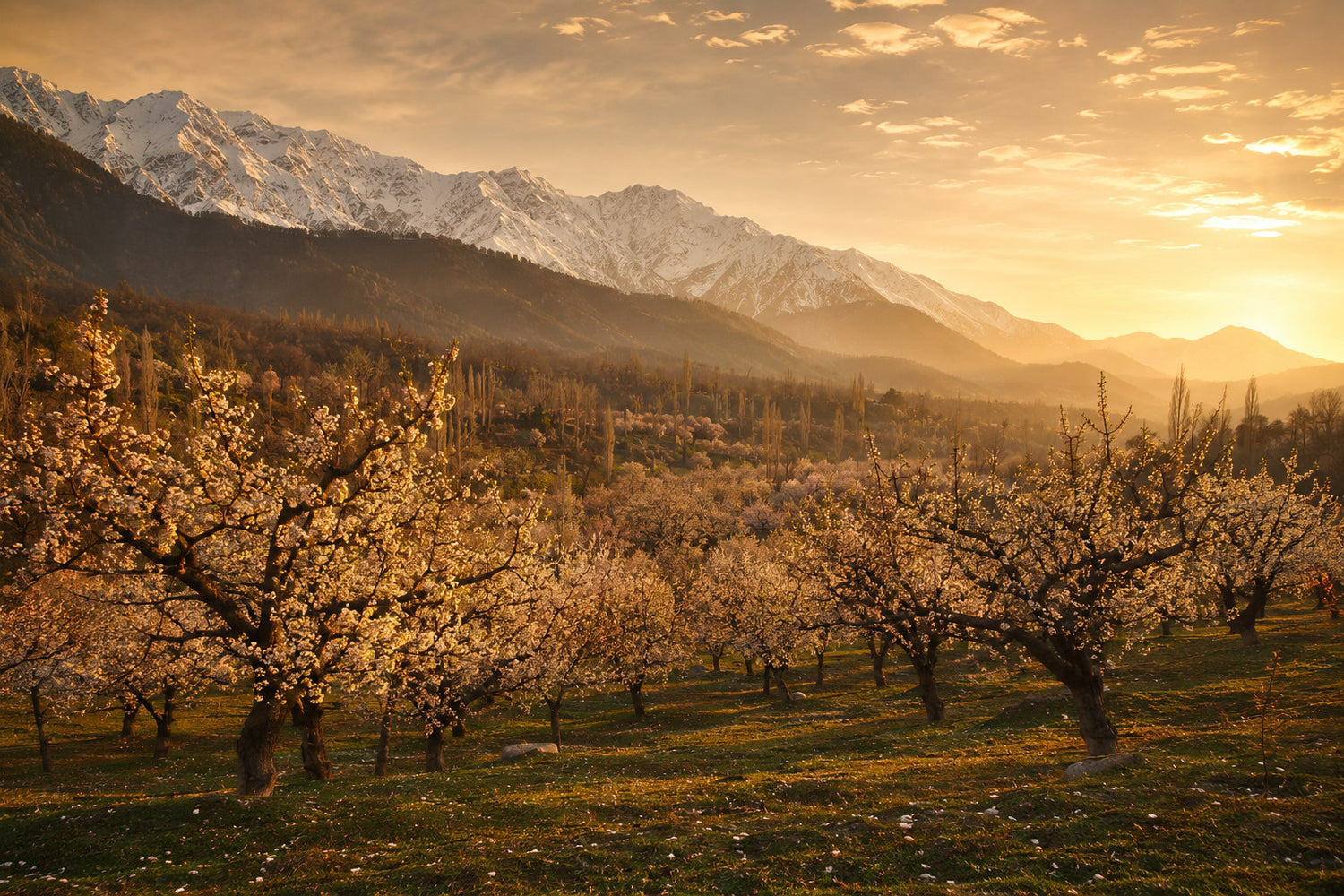 Kashmir valley high-altitude orchards where Sadafal sources Mamra almonds